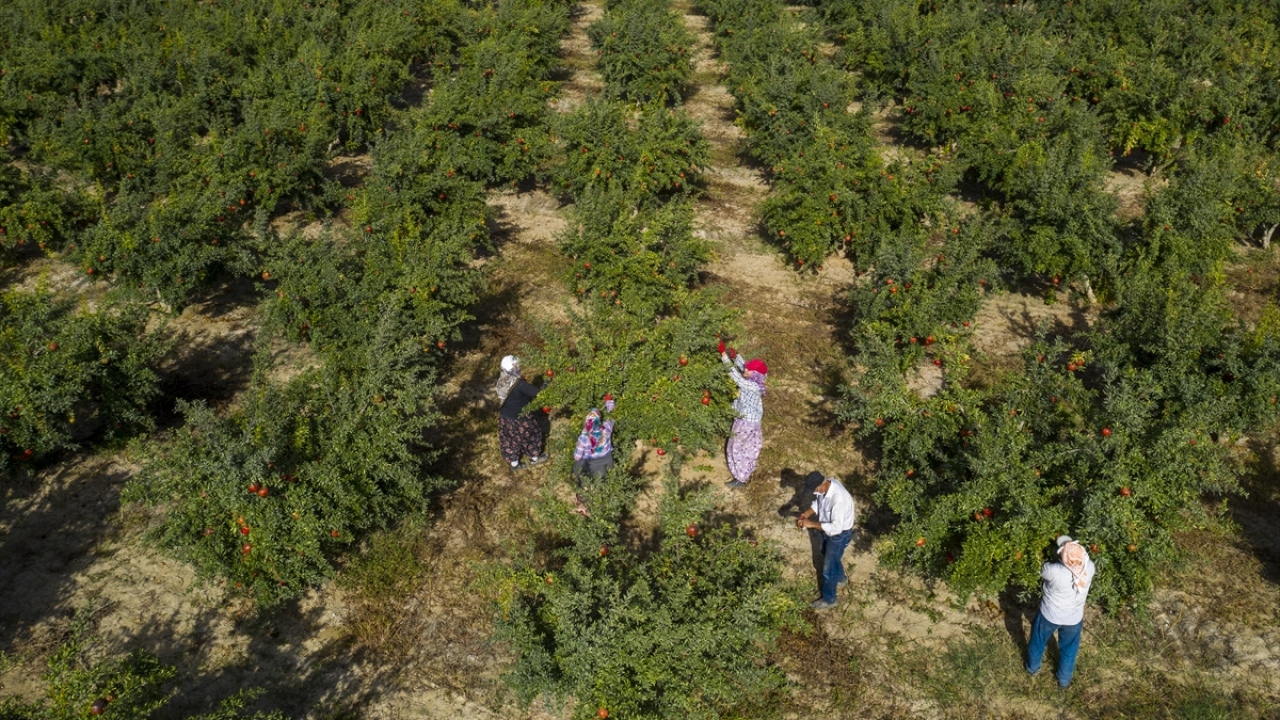 Ege İhracatçı Birlikleri verilerinden derlediği bilgiye göre, Türkiye 2019’da nar ihracatından 98 milyon dolar döviz girdisi sağladı.