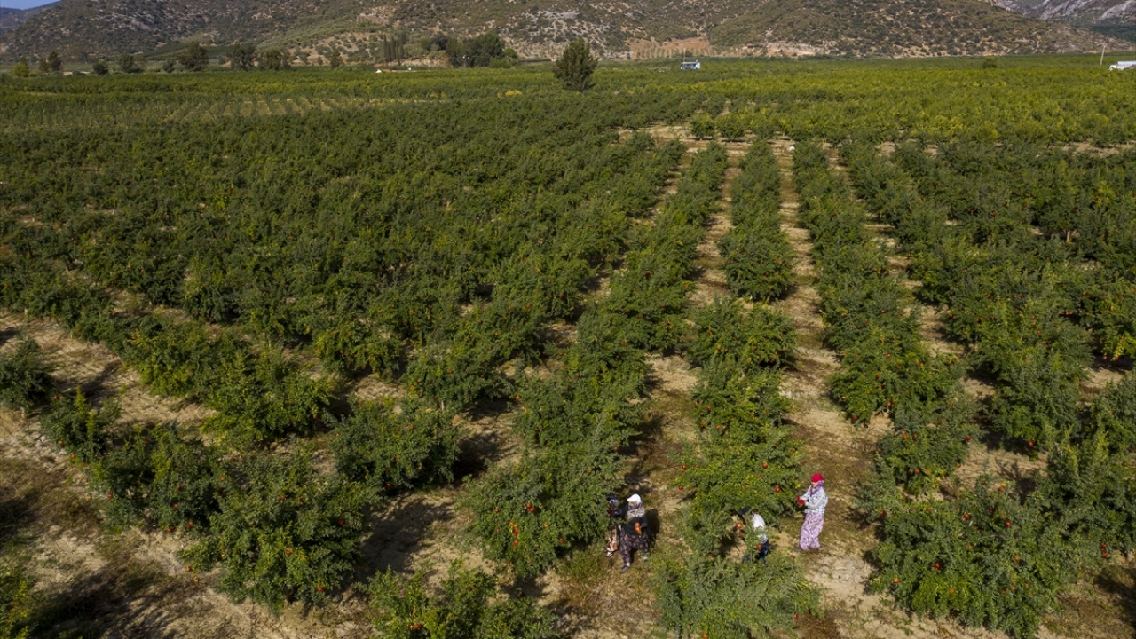 Nar ihracatında ilk sırada 20 milyon 243 bin dolarla Rusya yer aldı. Rusya`ya yapılan ihracat, yılın 9 ayında yüzde 78 artış gösterdi.