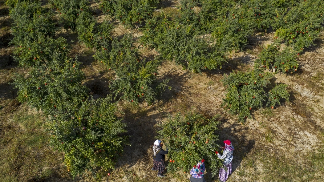 Nar ihracatında ikinci sırayı 12 milyon 771 bin dolarla Irak alırken, üçüncü sırada ise 4 milyon 870 bin dolarla Almanya bulunuyor.