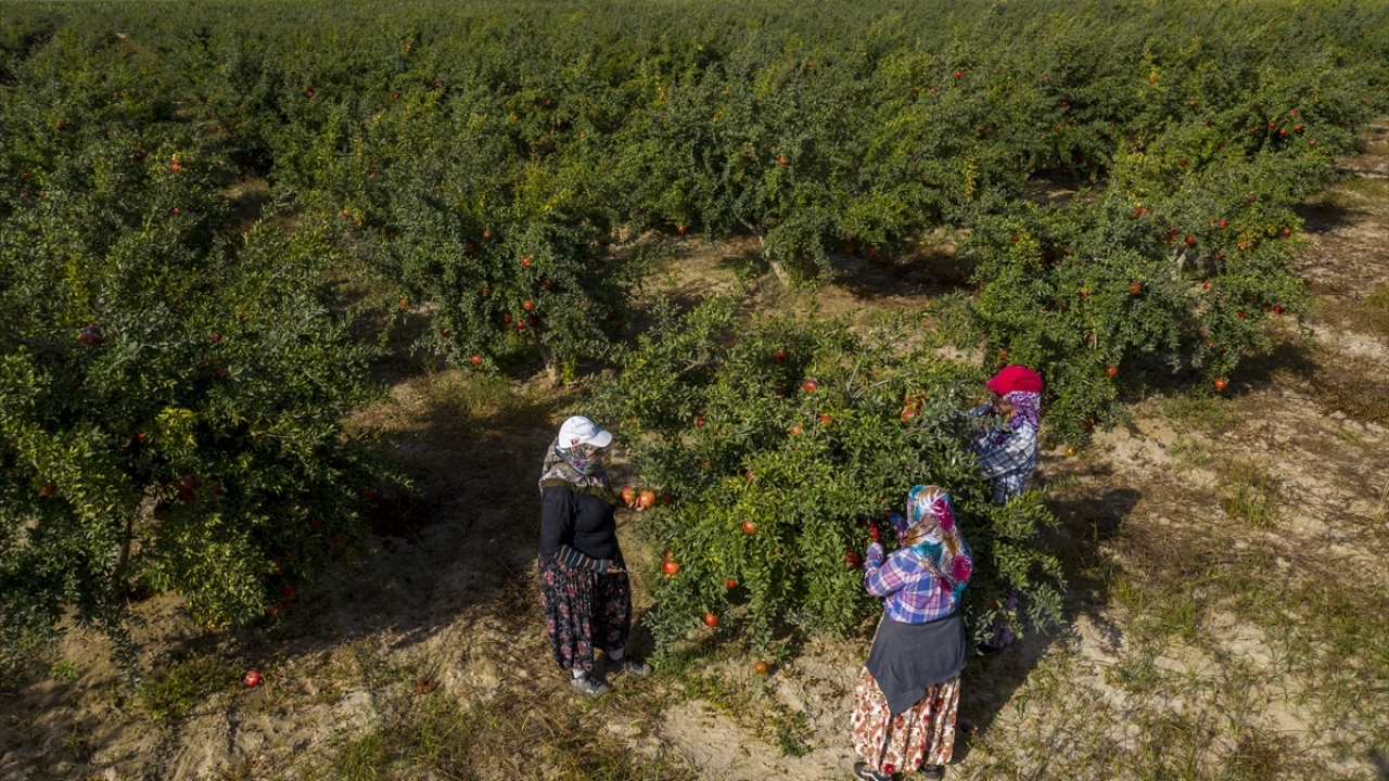 Ege Yaş Meyve Sebze İhracatçıları Birliği Başkanı Hayrettin Uçak, bölgede nar yetiştiriciliğinin 5 bin yıllık bir geçmişe sahip olduğunu söyledi.
