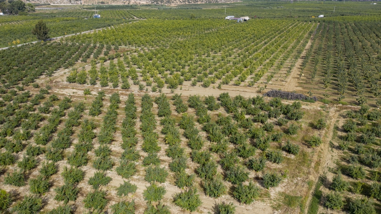 Geçen yıl Türkiye’den 70 ülkeye 174 bin ton nar ihracatı yapıldığını aktaran Uçak, şunları kaydetti: