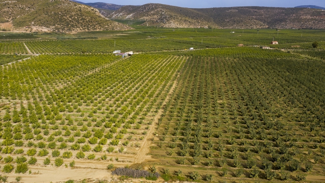 Narın son yıllarda üreticinin gözde ürünlerinden olduğunu vurgulayan Uçak, kazançlı bir sezon geçirmeyi umduklarını da aktardı.