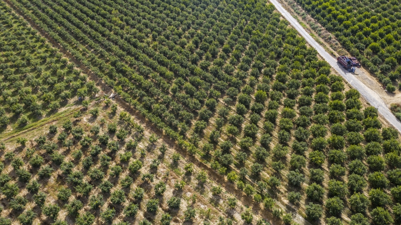 Fiyatlardan da memnun olduğunu dile getiren Özler, "Bahçede kilogramı yaklaşık 2,5 liraya satılıyor. Yaklaşık 15 gün daha hasat sürer. Fiyatların bu seviyede kalacağını düşünüyoruz." diye konuştu.