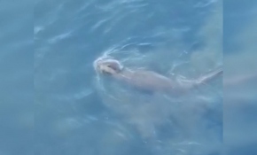 Büyükçekmece Gölü'nde su samuru görüntülendi