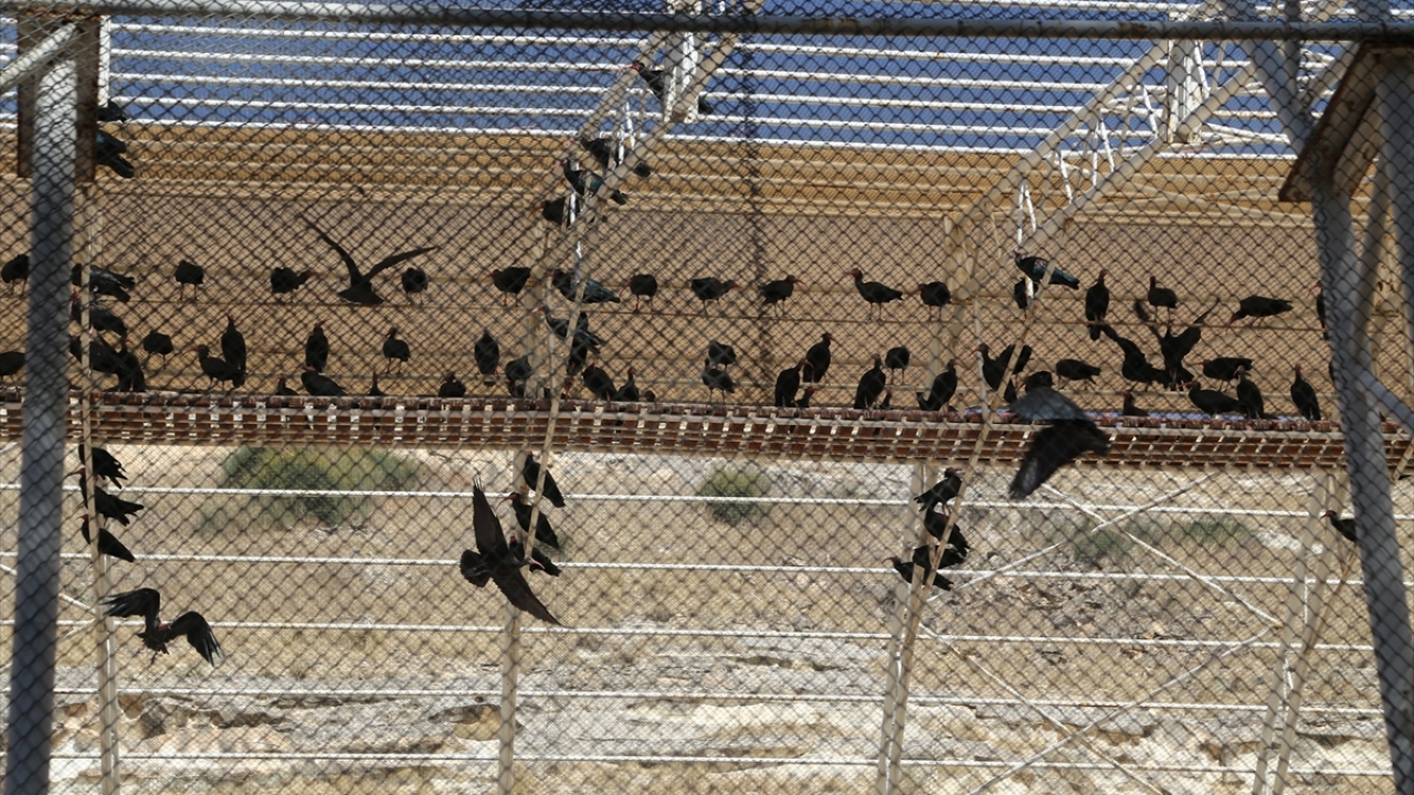 Kelaynak sayısı 281`e yükseldi