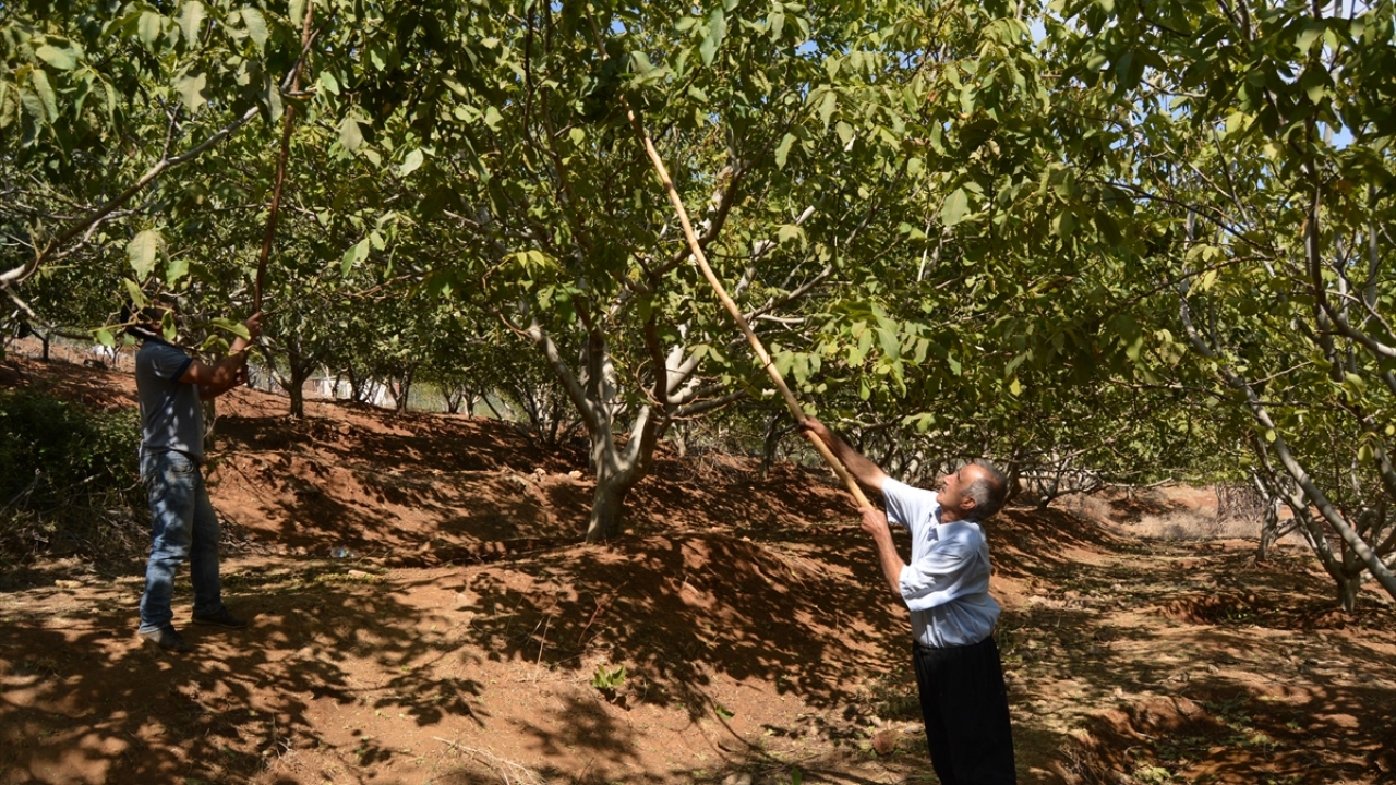 İslahiye ilçesinde yoğun olarak cevizin yetiştirildiği Koccağız, Kabaklar, Hasanlök, Kayabaşı, İdilli ve Köklü mahallelerinde yaklaşık 20 gün önce başlanan ceviz hasadı sürüyor.