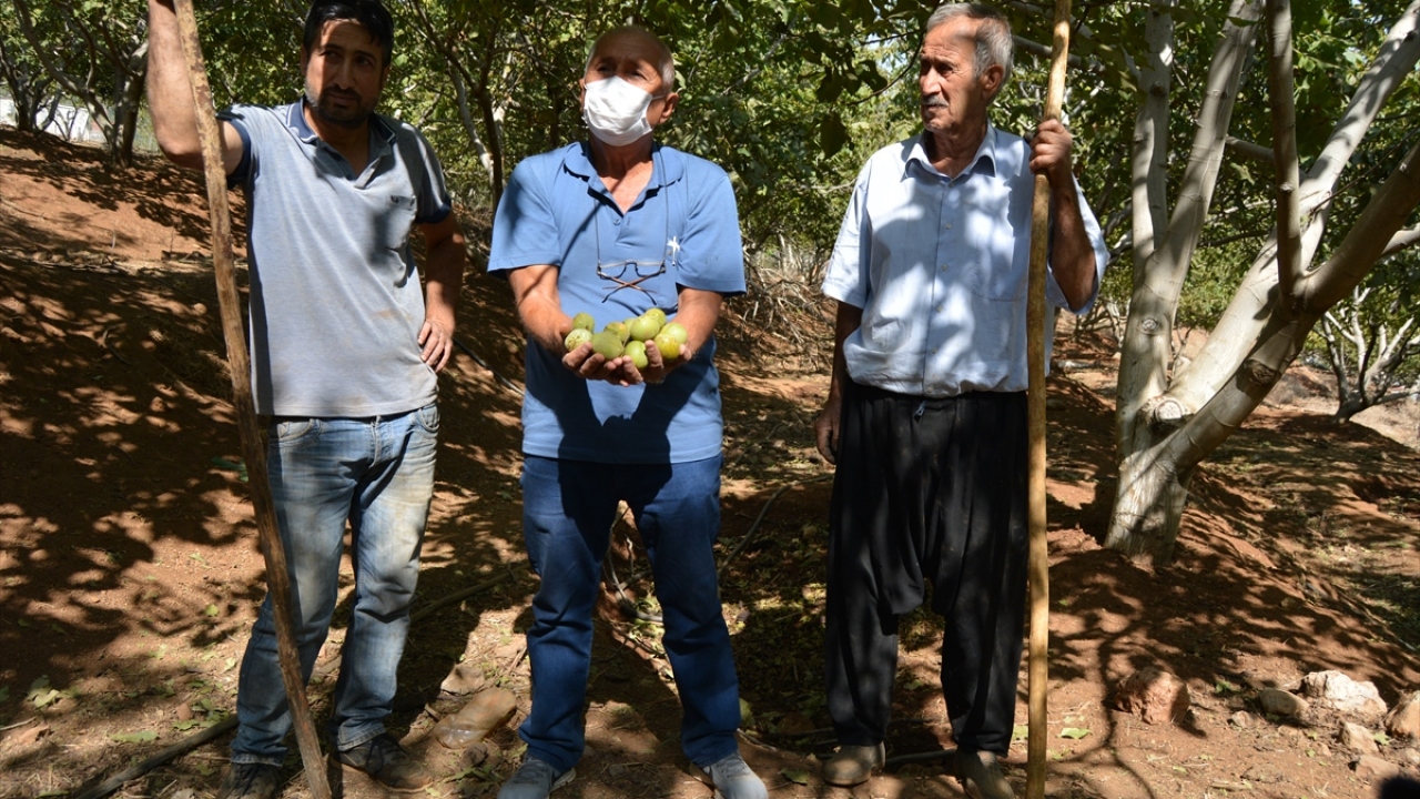 Sırık değnekler ve özel makinelerle çırpılarak toplanan yaş cevizler, dış kabuğu soyulduktan sonra güneşte yaklaşık 10 gün kurutuluyor.