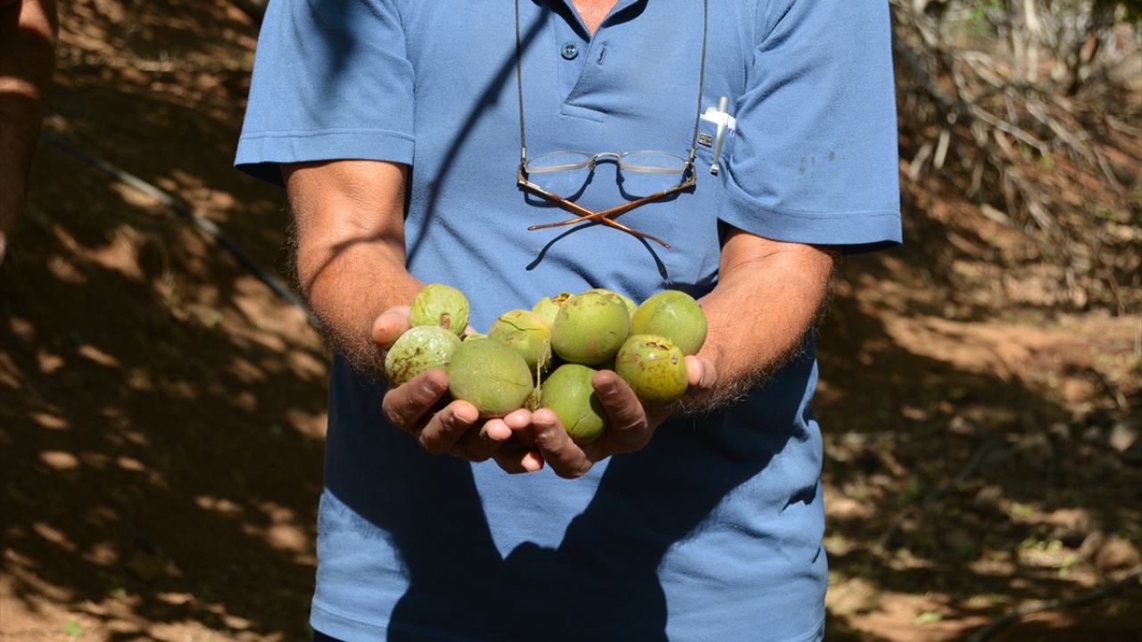 Kabaklar Mahallesi`ndeki dededen kalma arazisine TEMA Vakfının desteğiyle 15 yıl önce 300 kök tescilli Şebin cevizi diken Mustafa Erdoğan, hasattan 1,5 ton rekolte beklediğini söyledi.