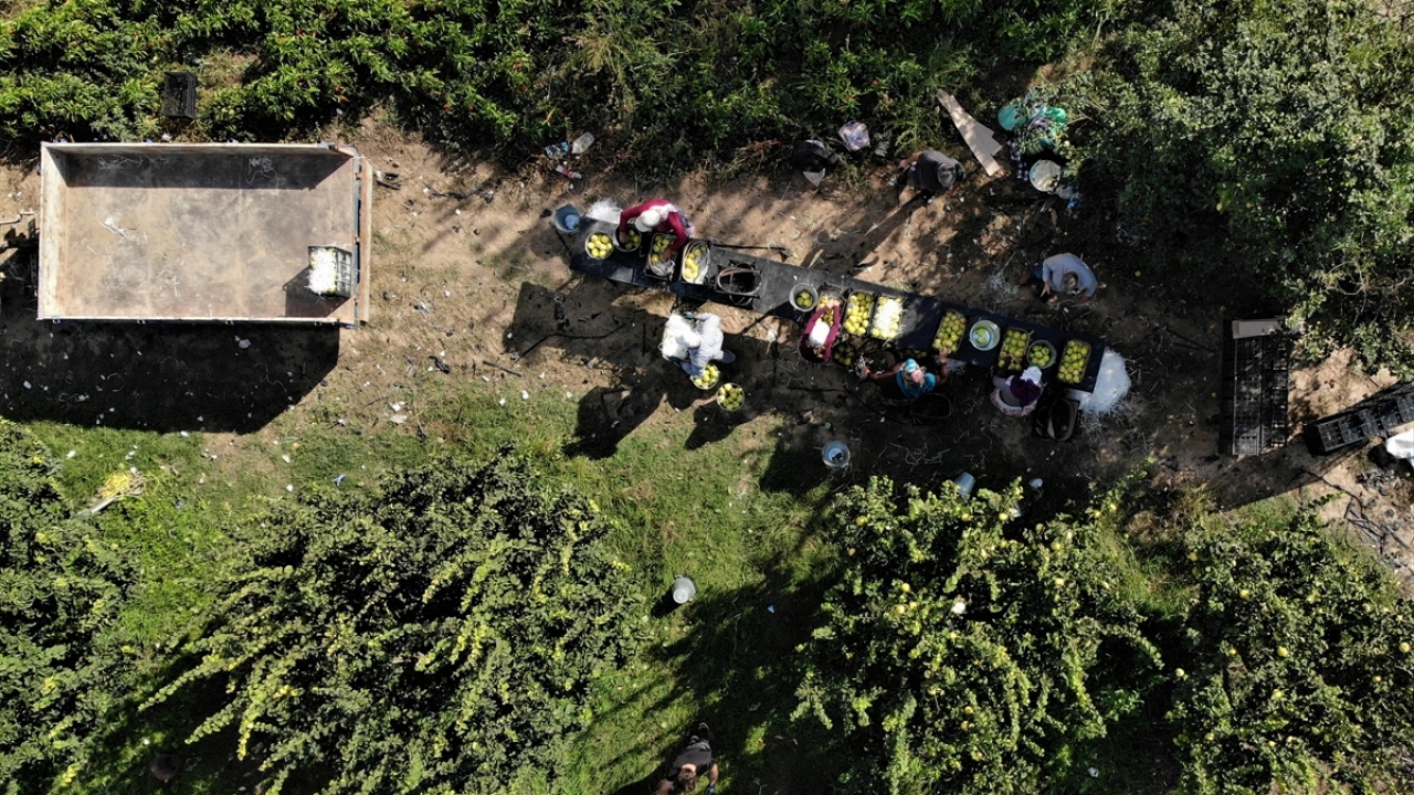Ayva tatlısı, ayva reçeli dahi dünyanın övgüsünü kazanmıştır." sözleriyle anlattığı ayva, elde edilen verim ve fiyatıyla üreticisinin yüzünü güldürdü.