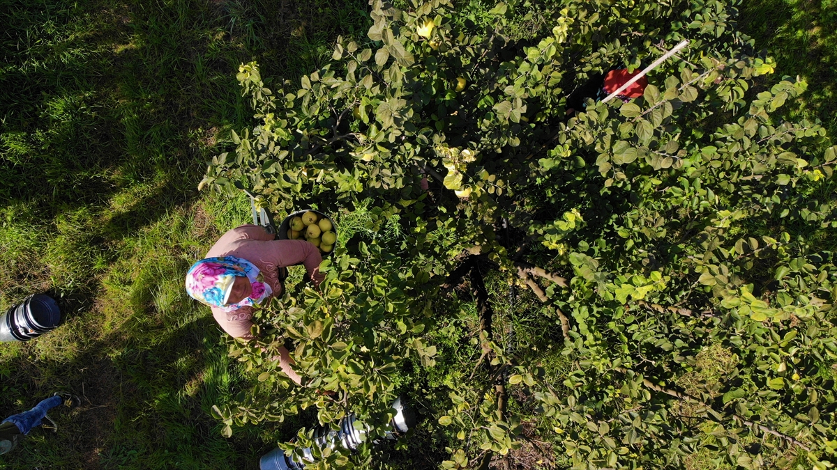 Osmaneli Ziraat Odası Başkanı Orhan Uğur, yaptığı açıklamada, kalite ve verimden dolayı üreticilerin bahçeye memnun girdiğini söyledi.