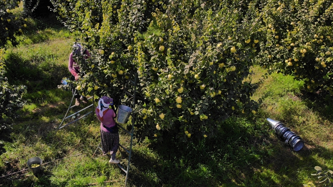 Uğur, 1750 dönüm araziden yaklaşık 3 bin ton rekolte beklediklerini dile getirdi.
