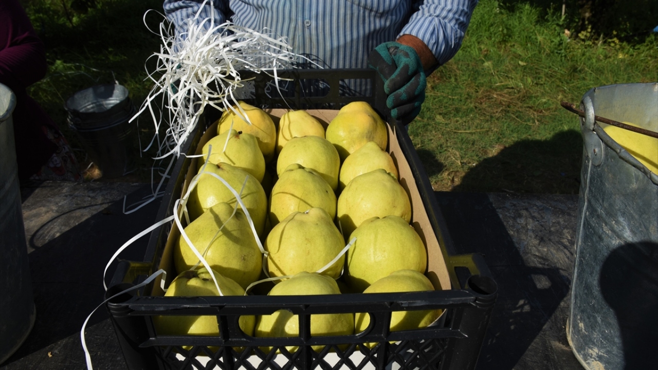 Oda bünyesinde görevli ziraat mühendisi İsmail Bıldırcın da "Osmaneli ayvası"nın kalitesinin bozulmaması için üreticilerle beraber hareket ettiklerini söyledi.