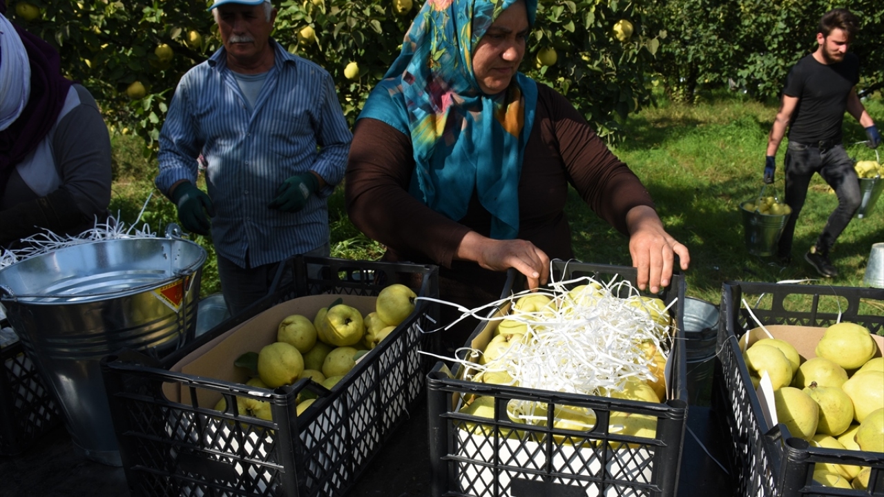 "Fiyatlar geçen yıllara göre rekor seviyede"