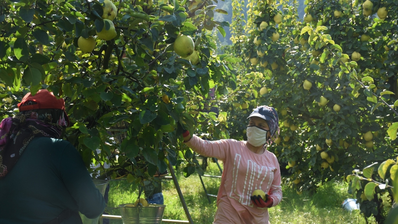 Üreticilerden Niyazi Erdem, hava şartlarının olumlu seyretmesi ve birim fiyatlarının memnuniyet verici olduğunu belirtti.