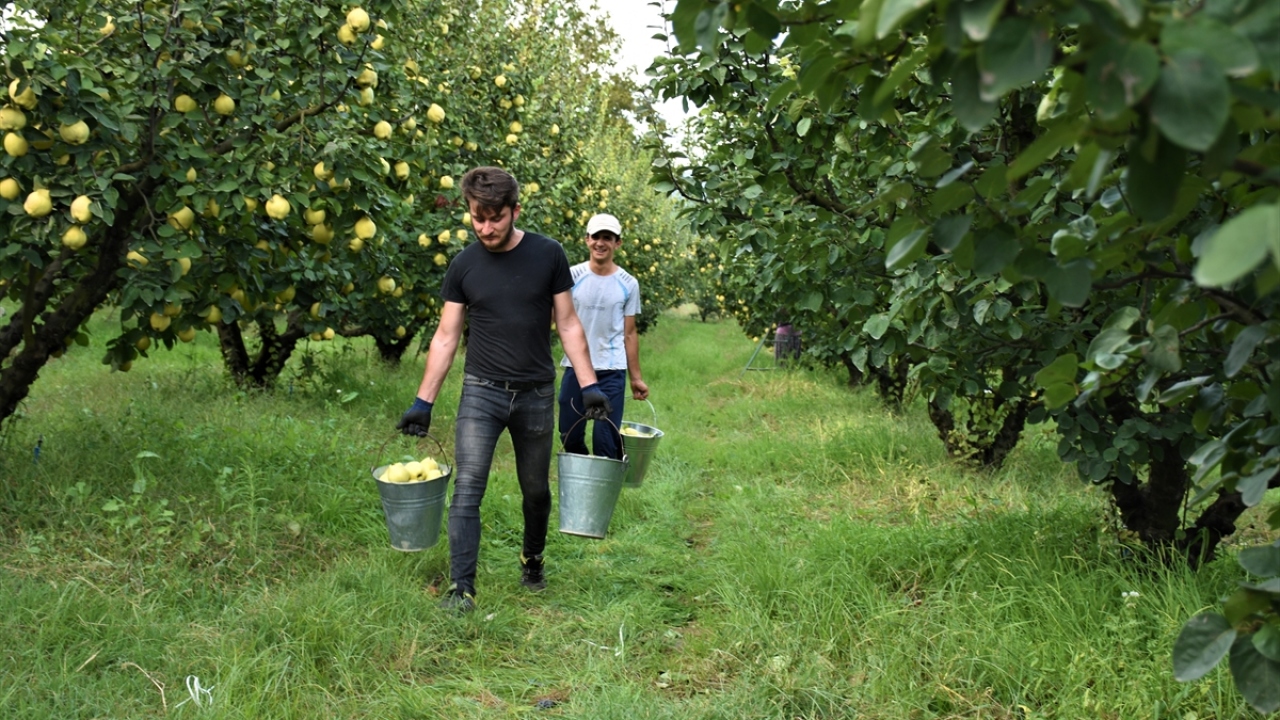 Ayva toplamanın zor bir iş olmadığını dile getiren Erdem, 15-20 kişiyle hasat edip işledikleri ürünü satışa sunduklarını bildirdi.
