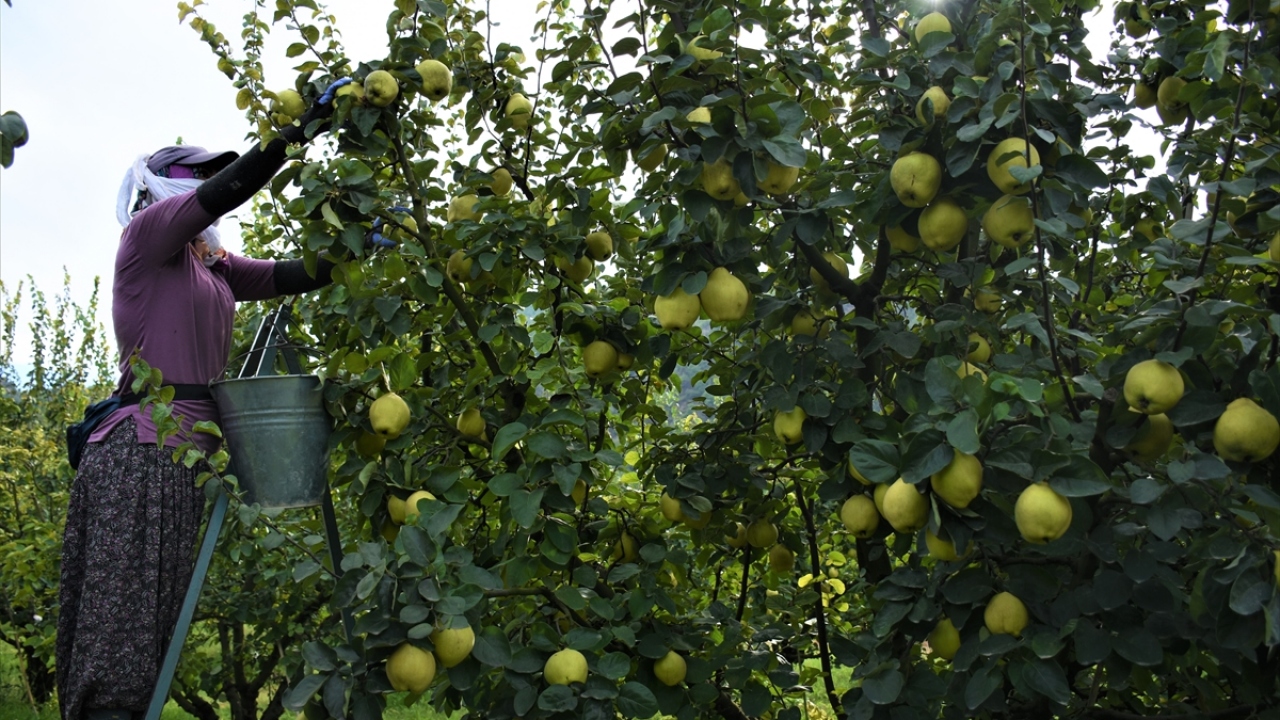 Bedriye Eroğlu, kasalama işlemini yaptığını belirterek, "Bu yıl ayva daha güzel, bu yıl ürünümüz iyi." dedi.
