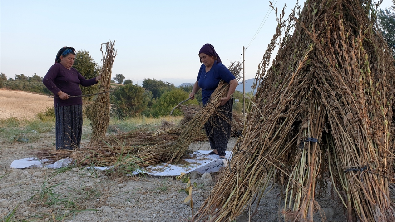 Bölgede buğday ve mısırdan sonra ikinci ürün olarak ekilen susam, olgunlaştıktan sonra elle toplanıp kümeler halinde güneşin altında kurumaya bırakılıyor. 