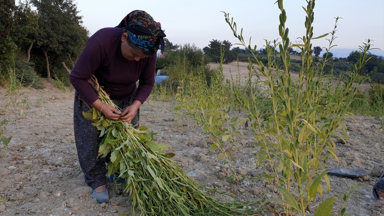 Kadirli Ziraat Odası Başkanı Hanifi İspir, yaptığı açıklamada, alternatif ürün olan susamın son yıllarda ekim alanının daraldığını söyledi. 