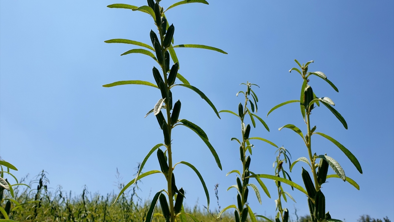 Kadirli İlçe Tarım ve Orman Müdürü Fatin Rüştü Özeser de ilçede ortalama 7-8 bin dekarda ekilen susamda verimin iyi olduğunu dile getirdi.