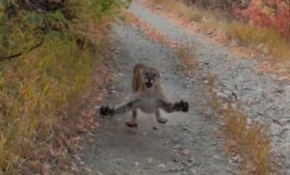 Yavru pumalarla karşılaşan adam anne puma tarafından takip edildi
