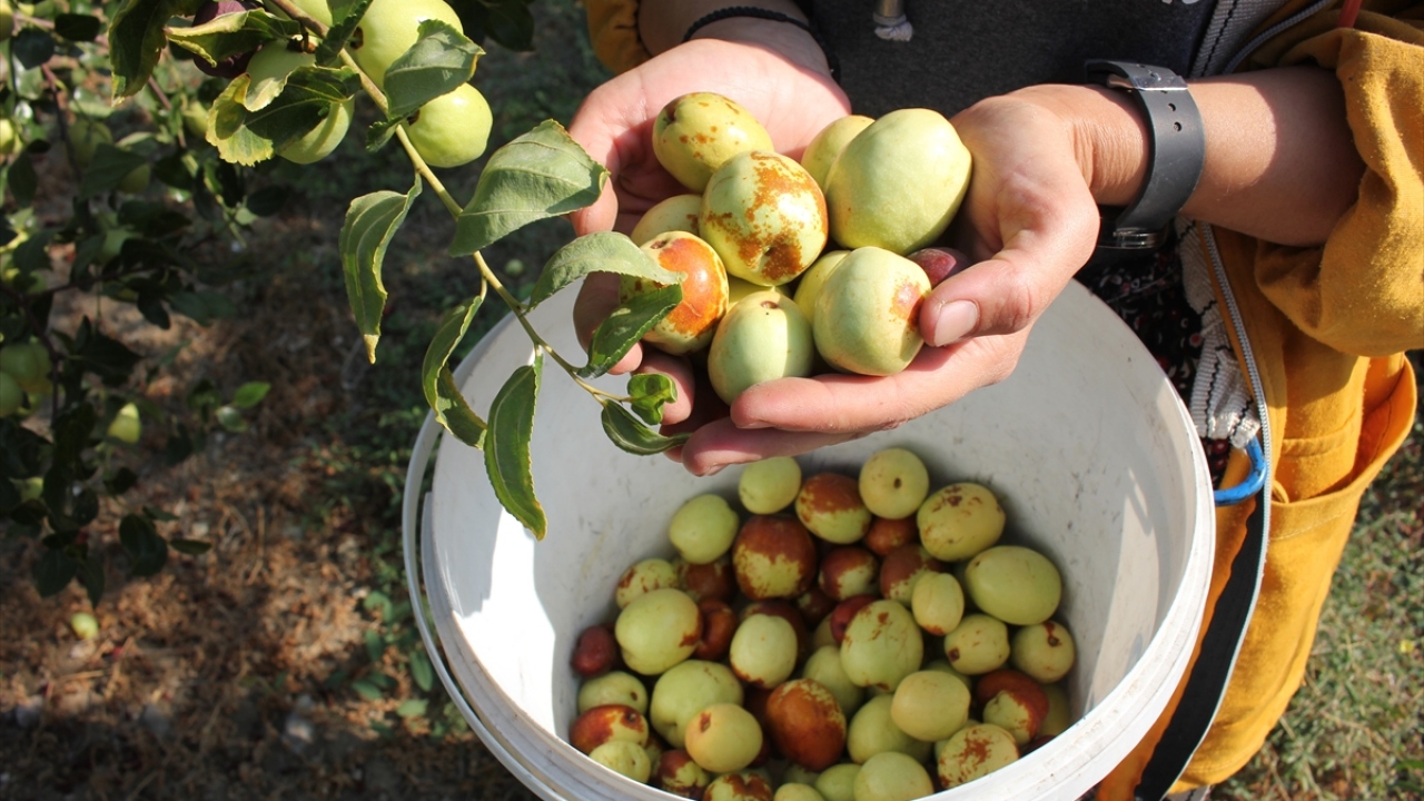 Hünnap üretimine 8 yıl önce 20 dekar alanda başladığını belirten Karan, "Bahçemizi her yıl büyüterek bu yıl 130 dekara çıkarttık. Yaklaşık 13 bin dikili ağacımız var." dedi.