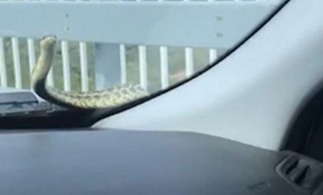 Baba oğul araçlarına giren yılanla seyahat etti