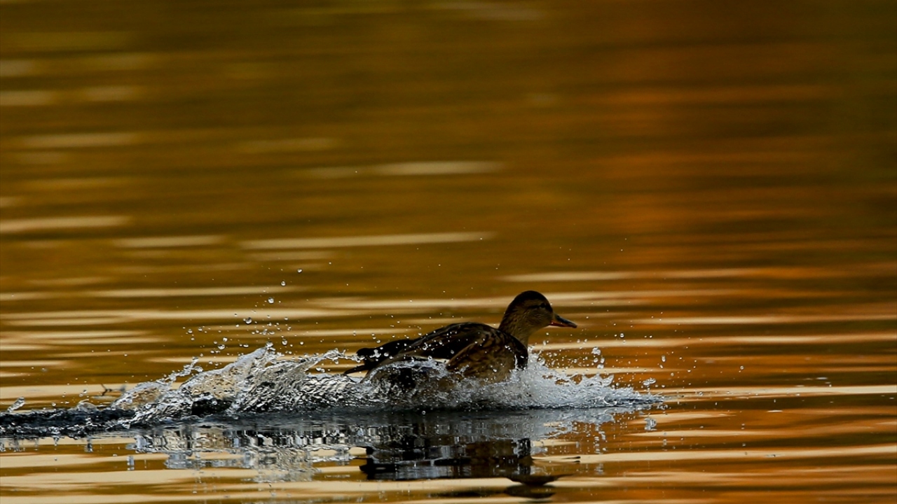 Sonbahar renklerinin yansıdığı nehrin üzerinde uçuşan kuşlar, parkı ziyaret edenlerin ilgisini çekiyor.