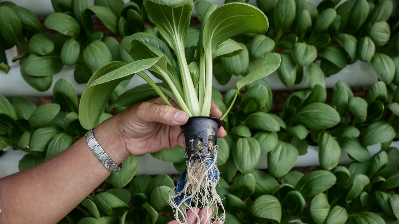 Birleşmiş Milletler`in Gıda ve Tarım Örgütü, bu yıl "Büyüt, yetiştir ve birlikte sürdür" temasıyla düzenlenen "Dünya Gıda Günü"nü kutlamak ve pandemi sürecinde güvenli ve besleyici gıdalara erişimi koruyabilmek adına kampanya başlattı.