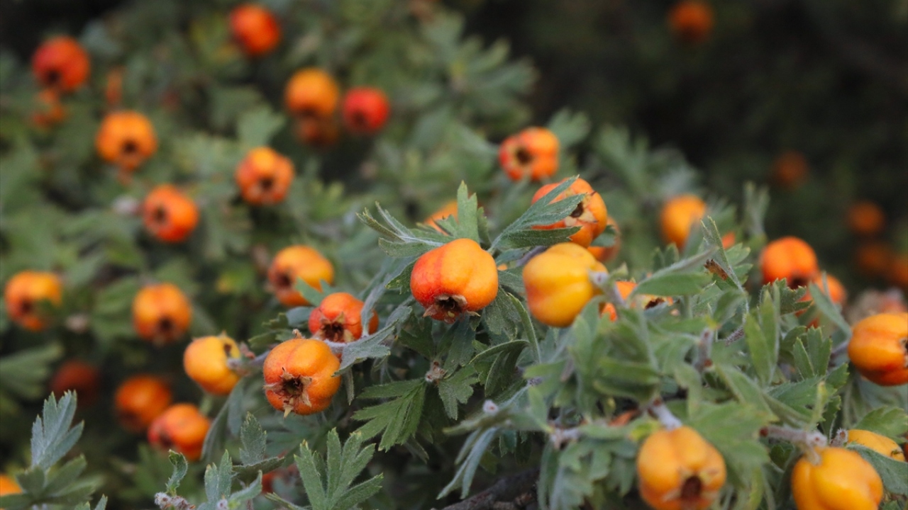 Aşağıulupınar Mahallesi sakinleri, traktörlerle çıktıkları dağlardan 4 farklı alıç çeşidini toplayarak satıyor.