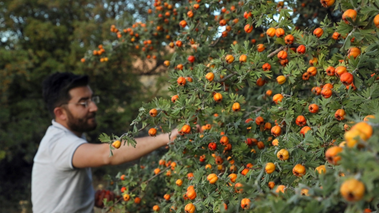 Reçel, marmelat ve sirke yapımında kullanılan bu meyvenin, kalp, tansiyon ve mide rahatsızlıklarına iyi geldiğine inanılıyor.