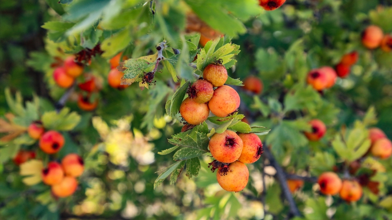 Köylülerden Murat Kul, pandemi sürecinde doğal şifa kaynaklarına ilginin arttığını söyledi.