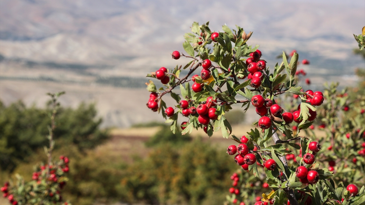 Kul, şunları kaydetti: