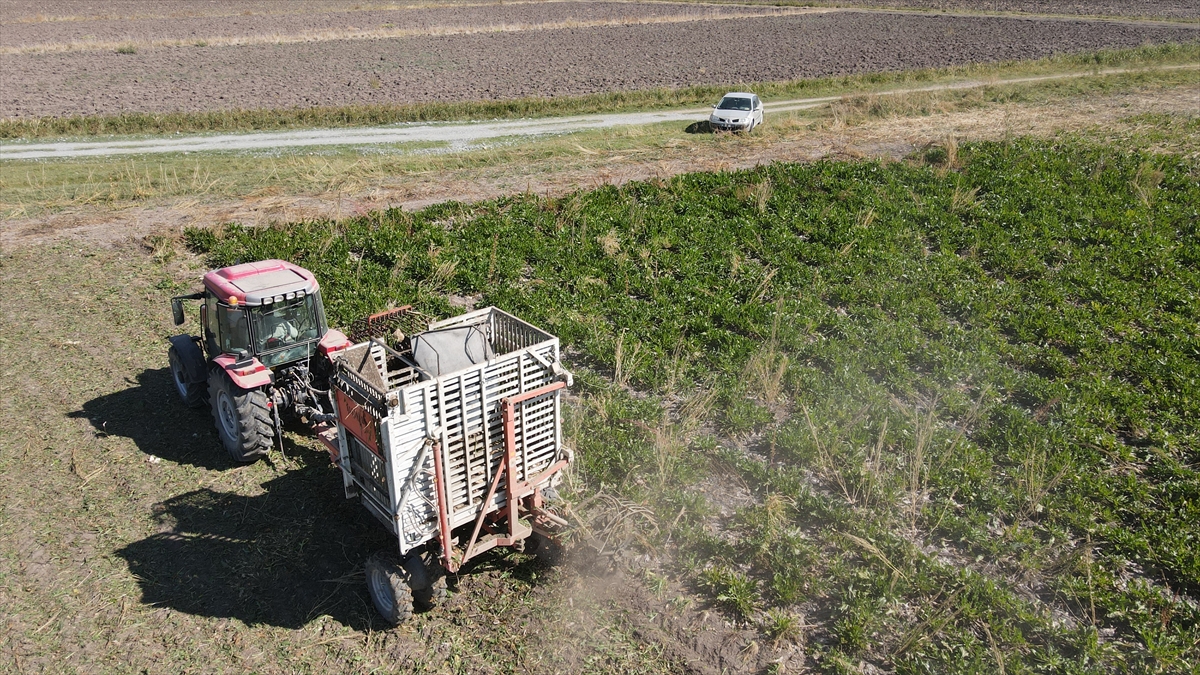 Doğu Anadolu Bölgesi`ndeki çiftçiler için önemli gelir sağlayan ve yaygın olarak üretilen şeker pancarının hasadı sürüyor.