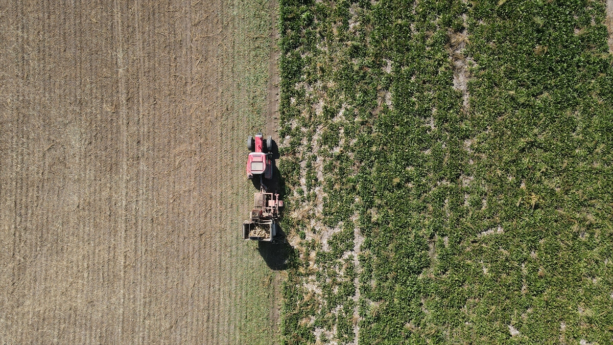 Yaklaşık 40 bin dekar alanda şeker pancarı üretilen Erzincan`daki kadın çiftçiler de traktör direksiyonuna geçerek tarlada hem söküm yapıyor hem de mahsulün taşınmasında eşlerine yardım ediyor.