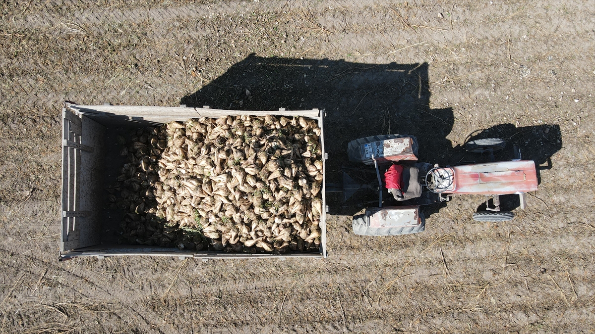 Tarlada şeker pancarı hasadı yapan kadın çiftçilerden Songül Aslan, yaklaşık 25 yıldır çiftçilik yaptığını söyledi.