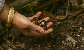 Kastamonu'da kestane zamanı: Tüccar buna seve seve 5 lira veriyor