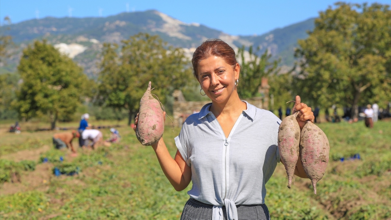 Datça`da ilk tarımsal girişiminin ardından, Milas`ın Kızılcayıkık Mahallesi`nde 5 dönümlük tarlada patates yetiştirmeye başlayan Koç, İl Tarım ve Orman Müdürlüğü ekiplerinden de üretim danışmanlığı desteği aldı.