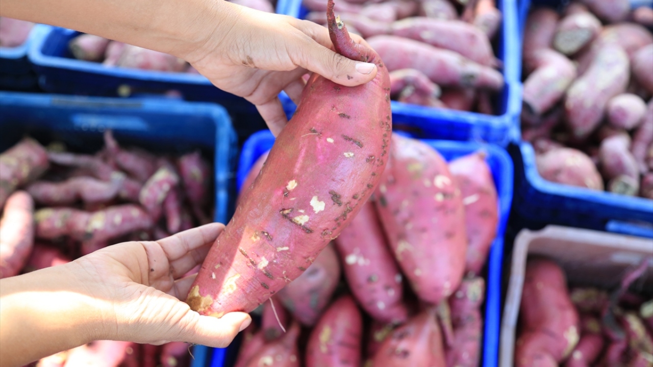 Milas Belediye Başkanı Muhammet Tokat, İlçe Tarım ve Orman Müdürü Ali Parlu, İlçe Ziraat Odası Başkanı İsmail Atıcı, ziraat mühendisleri ve yöredeki kadın çiftçilerin de katılımıyla patatesin ilk hasadı yapıldı.