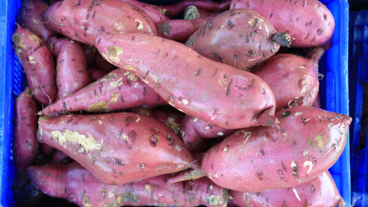 Makineler yardımıyla topraktan çıkarılan patatesler, kadınlar tarafından kasalara dolduruldu. 