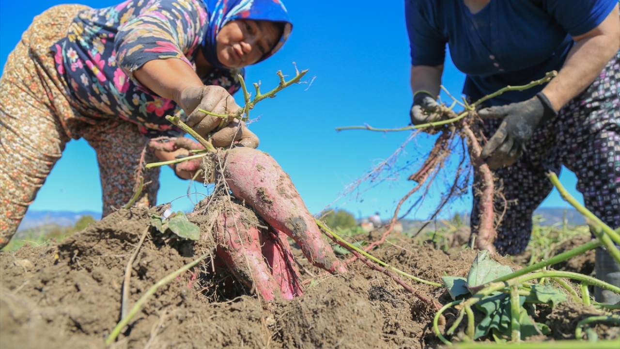 Üretici Koç, gazetecilere, profesyonel iş hayatından tarıma geçiş yaptığını, yöneticilikteki birikimini tarımsal girişime yansıttığını söyledi.