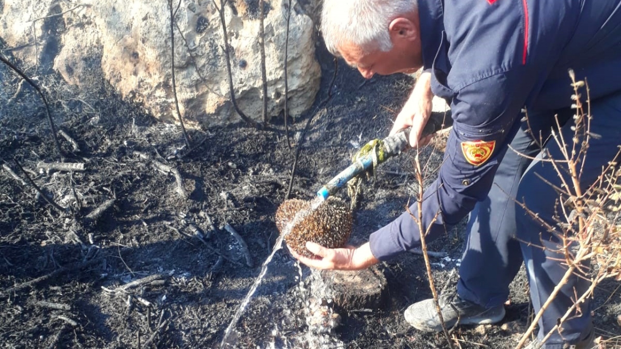 Yangından etkilenen bir kirpi ise itfaiyeciler tarafından kurtarıldı.