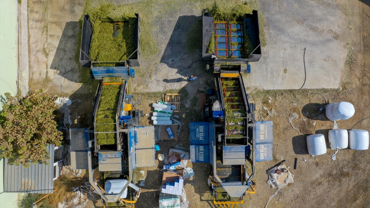 Hasadın devam ettiği tarlalardan son sistem makinelerle toplanan mısır, parçalanıyor ve depolara taşınıyor. Tesislerde paketlenen silajlık mısır, geniş bir alana sıralanıyor ve tüketicilere satışa sunuluyor. 