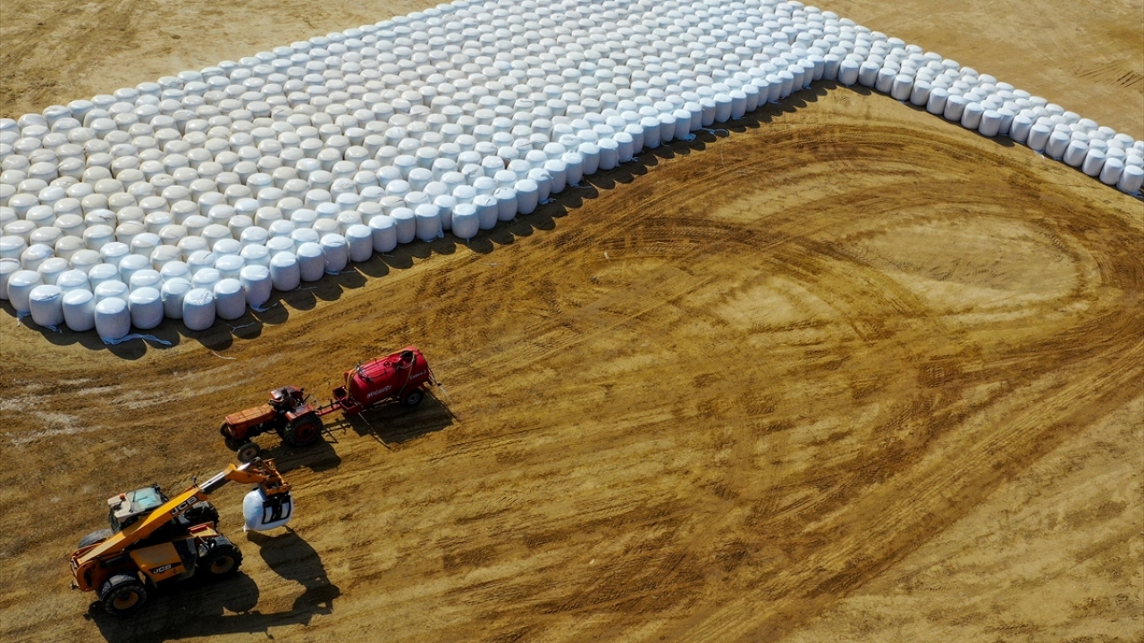 Silajın diğer kaba yemlere kıyasla besleyici özelliği daha yüksek bir ürün olduğunu vurgulayan Yıldız, silajlık mısırın, birim alanda en fazla kaba yem miktarını üreticiye sağladığını bildirdi. 