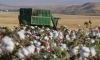 Güneydoğu'da pamuk verimi ve fiyatıyla üreticiyi sevindirdi
