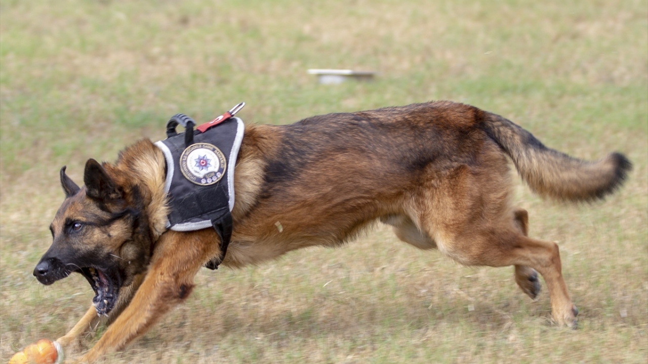 Yüzlerce ülkeden milyonlarca turistin kente giriş yaptığı Antalya Havalimanı`nda, zehir tacirlerine göz açtırılmıyor. 