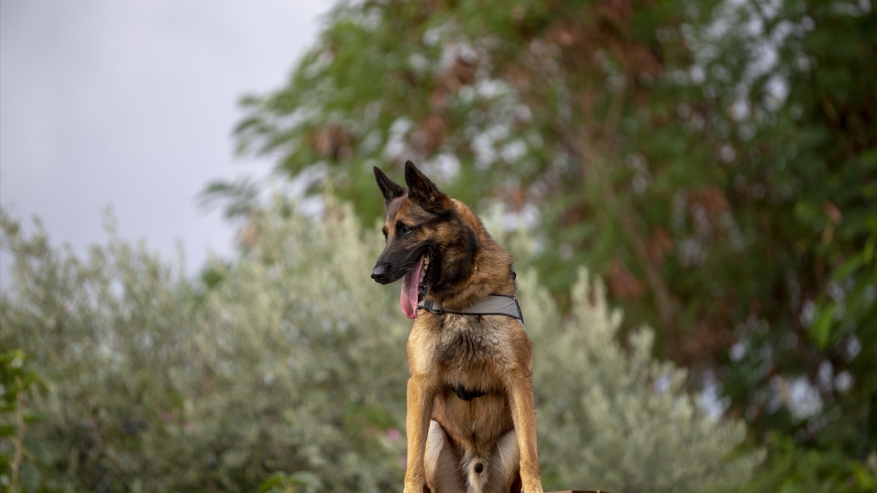 Uyuşturucunun tespit edilmesi ve şüphelilerin yakalanmasında narkotik köpekleri de aktif görev alıyor. 