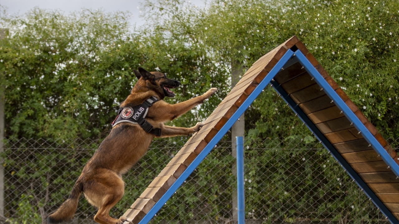4 gün önce, bir yolcunun valizinde ise kek ve kurabiyenin içine çikolata görünümü verilerek yerleştirilen esrar ele geçirildi. 