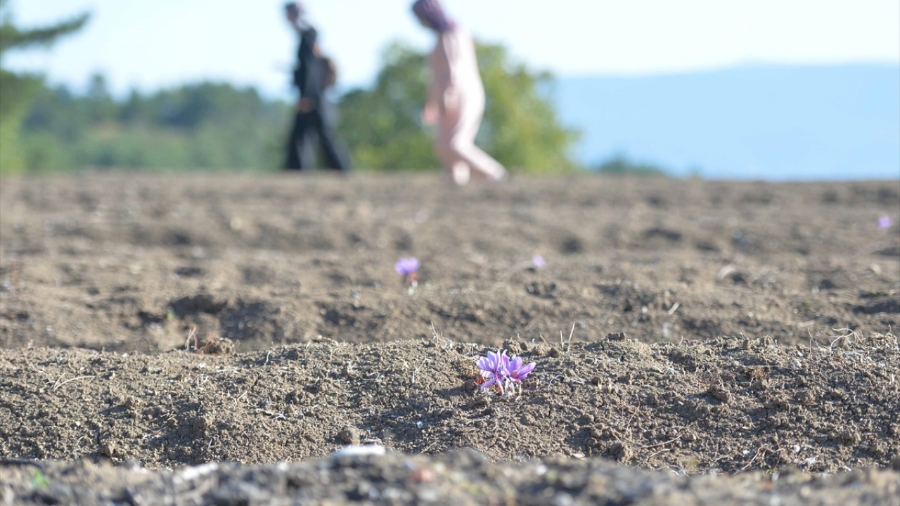 Her yıl ağustos ayında soğanı dikilen, 30 santimetreye kadar uzayabilen, mor renkli, güzel kokulu çiçekler açan safran, ekim-kasım aylarında toplanıyor. 
