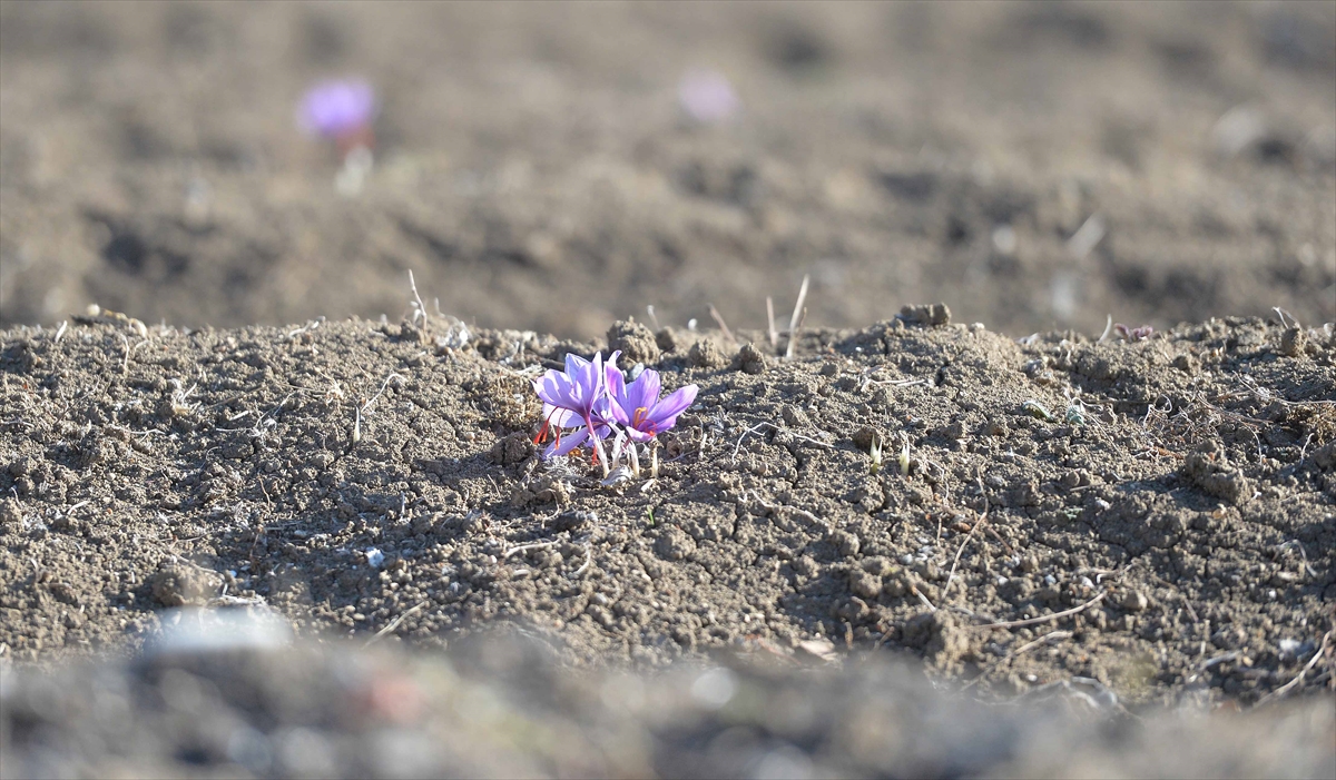 İlçede 49 çiftçi tarafından 55 dekarlık alanda yetiştirilen ve her yıl yaklaşık 5 milyon çiçekten 35 kilogram ürün alınan bitkinin kilogramı 40 bin liradan alıcı buluyor.