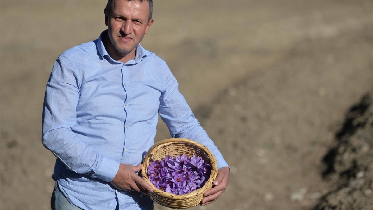 Safran üreticisi İsmail Yılmaz, bu yıl çiçeklerin 10 gün gecikmeli açtığını, boyu 15-30 santimetre uzunluğa geldiğinde hasadına başlayacaklarını söyledi. 